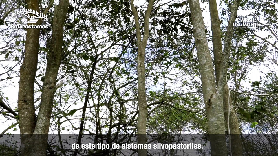 Empresa regenerativa, Carne del monte